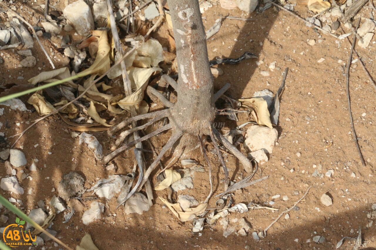 trees on tasoo (6).jpg